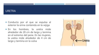 URETRA
 Conducto por el que se expulsa al
exterior la orina contenida en la vejiga
 En los hombres, la uretra mide
alrededor de 20 cm de largo y termina
en el extremo del pene. En las mujeres,
la uretra mide alrededor de 4 cm de
largo y termina en la vulva
 