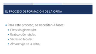 EL PROCESO DE FORMACIÓN DE LA ORINA
 Para este proceso, se necesitan 4 fases:
 Filtración glomerular.
 Reabsorción tubular.
 Secreción tubular.
 Almacenaje de la orina.
 
