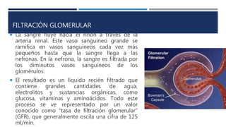 FILTRACIÓN GLOMERULAR
 La sangre fluye hacia el riñón a través de la
arteria renal. Este vaso sanguíneo grande se
ramifica en vasos sanguíneos cada vez más
pequeños hasta que la sangre llega a las
nefronas. En la nefrona, la sangre es filtrada por
los diminutos vasos sanguíneos de los
glomérulos.
 El resultado es un líquido recién filtrado que
contiene grandes cantidades de agua,
electrolitos y sustancias orgánicas, como
glucosa, vitaminas y aminoácidos. Todo este
proceso se ve representado por un valor
conocido como “tasa de filtración glomerular”
(GFR), que generalmente oscila una cifra de 125
ml/min.
 
