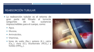 REABSORCIÓN TUBULAR
 La reabsorción tubular es el retorno de
gran parte del filtrado al torrente
sanguíneo de las sustancias
imprescindibles para el cuerpo, como:
 Agua,
 Glucosa,
 Aminoácidos,
 Vitaminas,
 Iones de sodio (Na+), potasio (K+), calcio
(Ca2+), cloro (Cl-), bicarbonato (HCO3-) y
fosfato (HPO42-).
 