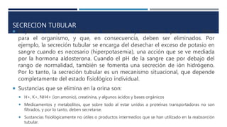 SECRECION TUBULAR
 El plasma transporta diferentes metabolitos y elementos que no son útiles
para el organismo, y que, en consecuencia, deben ser eliminados. Por
ejemplo, la secreción tubular se encarga del desechar el exceso de potasio en
sangre cuando es necesario (hiperpotasemia), una acción que se ve mediada
por la hormona aldosterona. Cuando el pH de la sangre cae por debajo del
rango de normalidad, también se fomenta una secreción de ión hidrógeno.
Por lo tanto, la secreción tubular es un mecanismo situacional, que depende
completamente del estado fisiológico individual.
 Sustancias que se elimina en la orina son:
 H+, K+, NH4+ (ion amonio), creatinina, y algunos ácidos y bases orgánicos
 Medicamentos y metabolitos, que sobre todo al estar unidos a proteínas transportadoras no son
filtrados, y por lo tanto, deben secretarse.
 Sustancias fisiológicamente no útiles o productos intermedios que se han utilizado en la reabsorción
tubular.
 