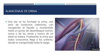 ALMACENAJE DE ORINA
 Una vez se ha formado la orina, una
serie de conductos colectores, van
recogiendo el líquido y reuniéndolo
hasta un punto de desemboque común,
como si de las ramas y tronco de un
árbol se tratara. Finalmente, la orina que
todos conocemos llega a los uréteres,
donde es transportada hasta la vejiga.
 