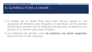 EL GLOMÉRULO FILTRA LA SANGRE
 A medida que la sangre fluye hacia cada nefrona, ingresa en una
agrupación de diminutos vasos sanguíneos: el glomérulo. Las finas paredes
del glomérulo permiten que las moléculas más pequeñas, los desechos y los
líquidos, en su mayoría agua, pasen al túbulo.
 Las moléculas más grandes, como las proteínas y las células sanguíneas,
permanecen en el vaso sanguíneo.
 