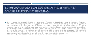 EL TÚBULO DEVUELVE LAS SUSTANCIAS NECESARIAS A LA
SANGRE Y ELIMINA LOS DESECHOS
 Un vaso sanguíneo fluye al lado del túbulo. A medida que el líquido filtrado
se mueve a lo largo del túbulo, el vaso sanguíneo reabsorbe el 99 por
ciento del agua, junto con los minerales y nutrientes que el cuerpo necesita.
El túbulo ayuda a eliminar el exceso de ácido de la sangre. El líquido
restante y los desechos en el túbulo se convierten en orina.
 