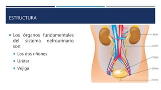 ESTRUCTURA
 Los órganos fundamentales
del sistema nefrourinario
son:
 Los dos riñones
 Uréter
 Vejiga
 