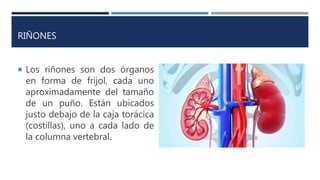 RIÑONES
 Los riñones son dos órganos
en forma de frijol, cada uno
aproximadamente del tamaño
de un puño. Están ubicados
justo debajo de la caja torácica
(costillas), uno a cada lado de
la columna vertebral.
 