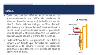 RIÑÓN
 Cada uno de los riñones está formado por
aproximadamente un millón de unidades de
filtración llamadas nefronas (Unidad funcional del
riñón). Cada nefrona incluye un filtro, llamado
glomérulo, y un túbulo. Las nefronas funcionan a
través de un proceso de dos pasos: el glomérulo
filtra la sangre y el túbulo devuelve las sustancias
necesarias a la sangre y elimina los desechos.
 Cada nefrona tiene un glomérulo que filtra la
sangre y un túbulo que devuelve las sustancias
necesarias a la sangre y extrae los desechos
adicionales. Los desechos y el exceso de agua se
convierten en orina.
 
