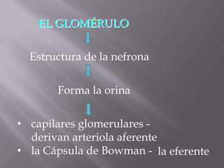 EL GLOMÉRULO

  Estructura de la nefrona

       Forma la orina

• capilares glomerulares -
  derivan arteriola aferente
• la Cápsula de Bowman - la eferente
 