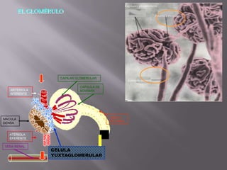 Capilares glomerulares
         EL GLOMÉRULO
                                                                          Arteriola eferente




                                                     .



                    CAPILAR GLOMERULAR
                                                     Arteriola aferente

                             CAPSULA DE
   ARTERIOLA                 BOWMAN
   AFERENTE




                                          TUBULO
MACULA
                                          PROXIMAL
DENSA


   ATERIOLA
   EFERENTE

VENA RENAL
                 CELULA
                 YUXTAGLOMERULAR
 