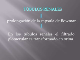 TÚBULOS RENALES

prolongación de la cápsula de Bowman.


En los túbulos renales el filtrado
glomerular es transformado en orina.
 
