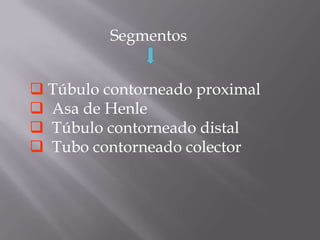 Segmentos


 Túbulo contorneado proximal
 Asa de Henle
 Túbulo contorneado distal
 Tubo contorneado colector
 
