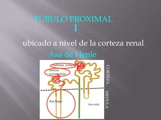 TÚBULO PROXIMAL

ubicado a nivel de la corteza renal.
      Asa de Henle
         Nefrona cortical




                                         CORTEZA
       Nefrona
       yuxtamedular




                                        MEDULA
       Asa larga
                            Asa corta
 