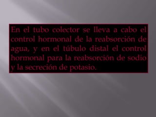 En el tubo colector se lleva a cabo el
control hormonal de la reabsorción de
agua, y en el túbulo distal el control
hormonal para la reabsorción de sodio
y la secreción de potasio.
 