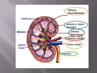 aparato  renal (1) 