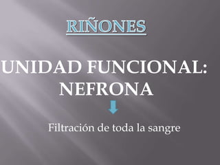 UNIDAD FUNCIONAL:
    NEFRONA
   Filtración de toda la sangre
 