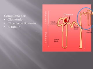 C
                              O
                                               Gloméru
Compuesta por:                R
                              T                lo
• Glomérulo                   E
                              Z
                                  Túbulo
• Cápsula de Bowman           A
                                  proximal

• El túbulo                                              Túbulo
                                                         distal
                                                                  Tubo
                      .                                           colector
                              M
                          .   E
                              D
                              U
                                      Asa de
                              L
                                      Henle
                              A
 