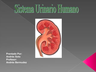 Sistema Urinario Humano Prentado Por: Andrés Soto Profesor: Andrés Bermudez 