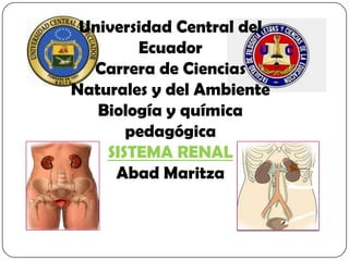 Universidad Central del
Ecuador
Carrera de Ciencias
Naturales y del Ambiente
Biología y química
pedagógica
SISTEMA RENAL
Abad Maritza
 