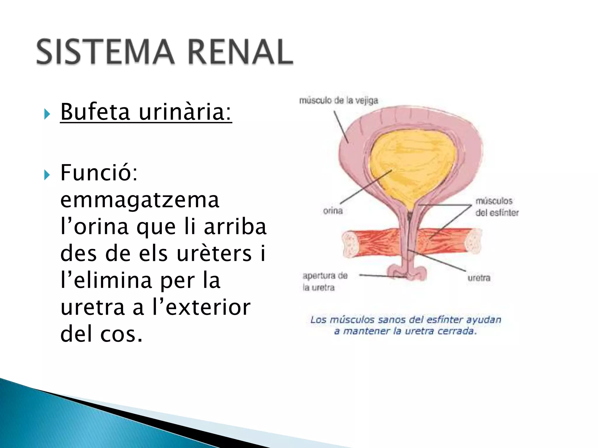 sistema-renal-pp-pptx