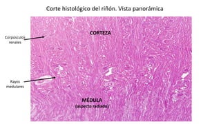 SISTEMA RENAL TERMINADO.pptx Universidad Central | PPTX