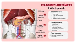 Sistema renal y urinario (resumido y descriptivo) | PDF