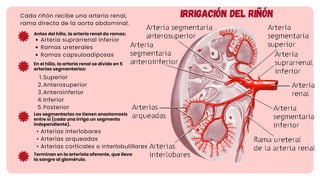 Sistema renal y urinario (resumido y descriptivo) | PDF