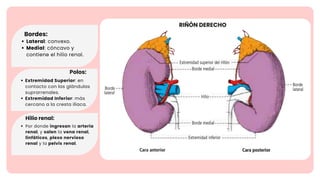 Sistema renal y urinario (resumido y descriptivo) | PDF