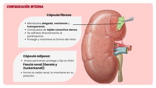 Sistema renal y urinario (resumido y descriptivo) | PDF