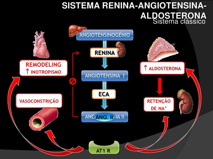 Sistema Renina Angiotensina