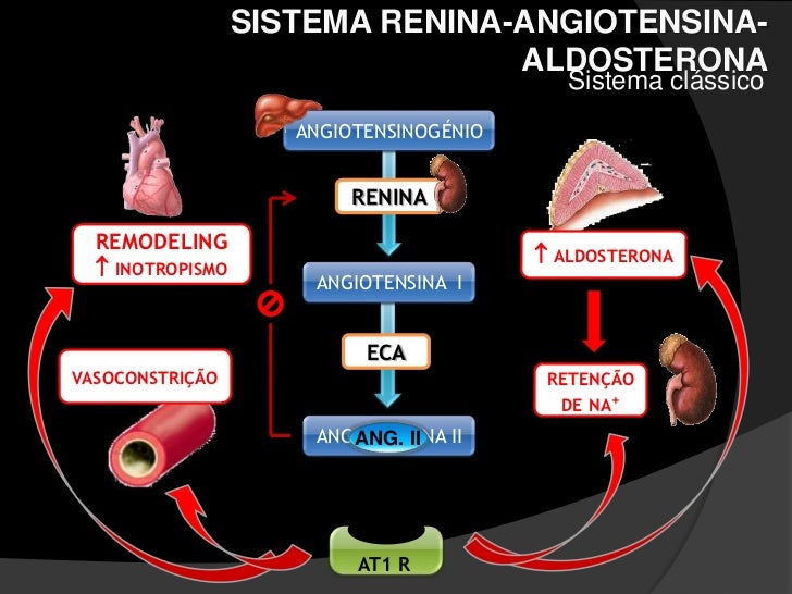 Sistema Renina Angiotensina