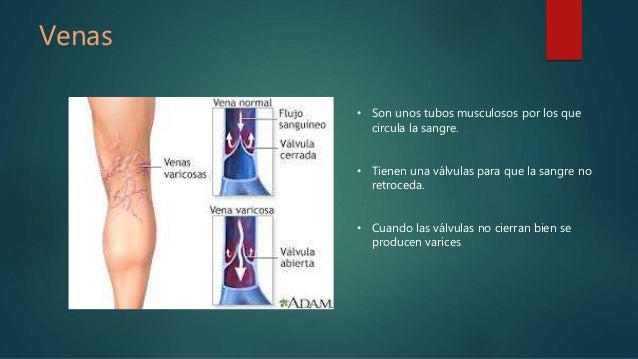 SISTEMA REPRODUCTOR MASCULINO FEMENINO Y CIRCULATORIO