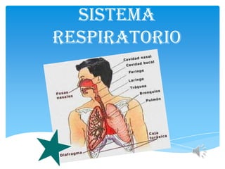 Sistema
respiratorio
 