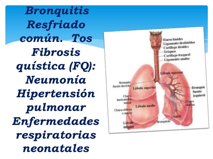 Sistema Respiratorio