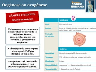 Oogénese ou ovogénese
Todos os meses começam a
desenvolver-se cerca de 10
folículos. Destes,
geralmente, apenas um
termina o processo de
oogénese.
A libertação do ovócito para
a trompa de Falópio
designa-se ovulação.
A oogénese vai ocorrendo
alternadamente nos
ovários esquerdo e direito.
GÂMETA FEMININO:
Oócito ou ovócito
 