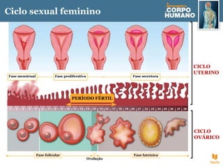 Ciclo sexual feminino
CICLO
UTERINO
Fase menstrual
CICLO
OVÁRICO
Fase proliferativa Fase secretora
Fase folicular
Ovulação
Fase luteínica
PERÍODO FÉRTIL
 