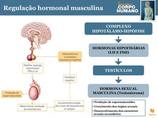 Regulação hormonal masculina
HORMONA SEXUAL
MASCULINA (Testosterona)
• Produção de espermatozoides
• Crescimento dos órgãos sexuais
• Desenvolvimento dos caracteres
sexuais secundários
COMPLEXO
HIPOTÁLAMO-HIPÓFISE
HORMONAS HIPOFISÁRIAS
(LH E FSH)
TESTÍCULOS
 