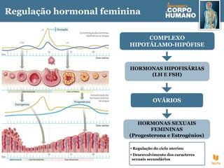 Regulação hormonal feminina
HORMONAS SEXUAIS
FEMININAS
(Progesterona e Estrogénios)
• Regulação do ciclo uterino
• Desenvolvimento dos caracteres
sexuais secundários
COMPLEXO
HIPOTÁLAMO-HIPÓFISE
HORMONAS HIPOFISÁRIAS
(LH E FSH)
OVÁRIOS
 