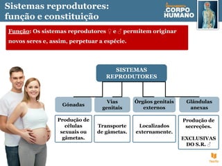 Sistemas reprodutores:
função e constituição
Função: Os sistemas reprodutores ♀ e ♂ permitem originar
novos seres e, assim, perpetuar a espécie.
SISTEMAS
REPRODUTORES
Vias
genitais
Produção de
células
sexuais ou
gâmetas.
Gónadas
Glândulas
anexas
Órgãos genitais
externos
Transporte
de gâmetas.
Localizados
externamente.
Produção de
secreções.
EXCLUSIVAS
DO S.R. ♂
 