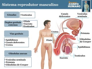 Sistema reprodutor masculino
Epidídimos
Uretra
Vesículas
seminais
Escroto
Canais
deferentes
Glândulas
de Cowper
Pénis
Testículos
Próstata
Bexiga
Vias genitais
Gónadas
Órgãos genitais
externos
• Testículos
• Epidídimos
• Canais deferentes
• Uretra
• Pénis
• Escroto
•Testículos
Glândulas anexas
• Vesículas seminais
• Próstata
• Glândulas de Cowper
 
