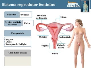 Sistema reprodutor feminino
Vagina
Endométrio
Útero
Colo do
útero
Vulva
Ovários
Trompas
de Falópio
Vias genitais
Gónadas
Órgãos genitais
externos
• Ovários
• Vagina
• Útero
• Trompas de Falópio
• Vulva
Glândulas anexas
 