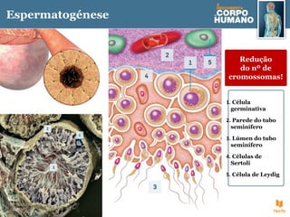 Espermatogénese
1. Célula
germinativa
2. Parede do tubo
seminífero
3. Lúmen do tubo
seminífero
4. Células de
Sertoli
5. Célula de Leydig
Redução
do nº de
cromossomas!
 