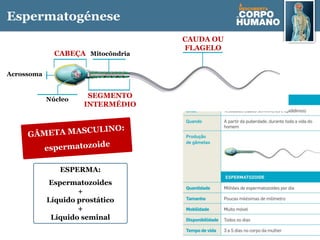 Espermatogénese
CABEÇA
GÂMETA MASCULINO:
espermatozoide
ESPERMA:
Espermatozoides
+
Líquido prostático
+
Líquido seminal
SEGMENTO
INTERMÉDIO
CAUDA OU
FLAGELO
Acrossoma
Núcleo
Mitocôndria
 