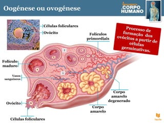 Oogénese ou ovogénese
Processo de
formação dos
ovócitos a partir de
células
germinativas.
Ovócito
Corpo
amarelo
degenerado
Células foliculares
Folículos
primordiais
Ovócito
Corpo
amarelo
Células foliculares
Vasos
sanguíneos
Folículo
maduro
 