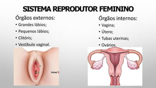 SISTEMA REPRODUTOR FEMININO
Órgãos externos:
• Grandes lábios;
• Pequenos lábios;
• Clitóris;
• Vestíbulo vaginal.
Órgãos internos:
• Vagina;
• Útero;
• Tubas uterinas;
• Ovários.
 