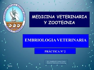MEDICINA VETERINARIA Y ZOOTECNIA EMBRIOLOGIA VETERINARIA PRÁCTICA Nº 2 2010 M.V. Angélica M. Lozano Castro Medicina Veterinaria y Zootecnia 