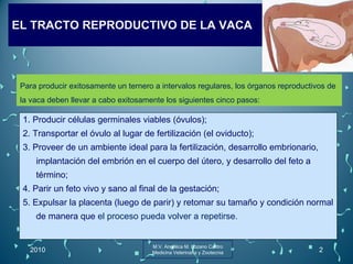 EL TRACTO REPRODUCTIVO DE LA VACA  1. Producir células germinales viables (óvulos);  2. Transportar el óvulo al lugar de fertilización (el oviducto);  3. Proveer de un ambiente ideal para la fertilización, desarrollo embrionario, implantación del embrión en el cuerpo del útero, y desarrollo del feto a término;  4. Parir un feto vivo y sano al final de la gestación;  5. Expulsar la placenta (luego de parir) y retomar su tamaño y condición normal de manera que  el proceso pueda volver a repetirse. 2010 M.V. Angélica M. Lozano Castro Medicina Veterinaria y Zootecnia Para producir exitosamente un ternero a intervalos regulares, los órganos reproductivos de la vaca deben llevar a cabo exitosamente los siguientes cinco pasos: 