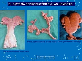 EL SISTEMA REPRODUCTOR EN LAS HEMBRAS .                                                                                                              Útero perteneciente a una vaca Útero perteneciente a una cerda Útero gestante de una oveja 2010 M.V. Angélica M. Lozano Castro Medicina Veterinaria y Zootecnia 