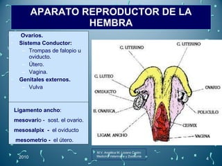 APARATO REPRODUCTOR DE LA HEMBRA Ovarios.   Sistema Conductor:   Trompas de falopio u oviducto.  Útero.  Vagina.  Genitales externos.   Vulva 2010 M.V. Angélica M. Lozano Castro Medicina Veterinaria y Zootecnia Ligamento ancho :  mesovari o -  sost. el ovario. mesosalpix  -  el oviducto  mesometrio -  el útero. 