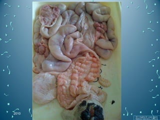 2010 M.V. Angélica M. Lozano Castro Medicina Veterinaria y Zootecnia 