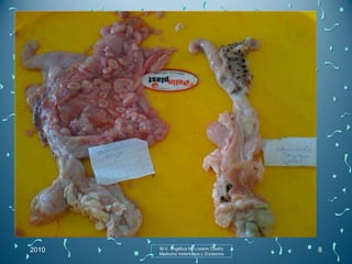 2010 M.V. Angélica M. Lozano Castro Medicina Veterinaria y Zootecnia 